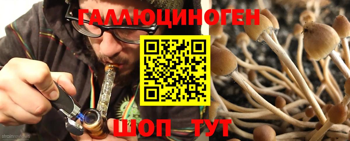 Карасук  Галлюциногенные грибы Psilocybe  Вход с VPN 